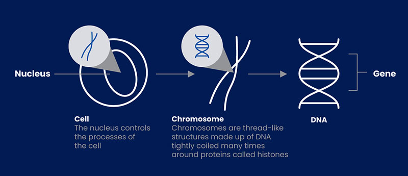 What is Cell and Gene Therapy?